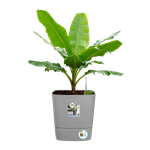 greensense aqua care carré 38cm ciment clair